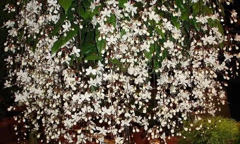 3 cây cảnh quý tộc giúp chiêu tài, rước lộc: Nhà giàu rất thích trồng