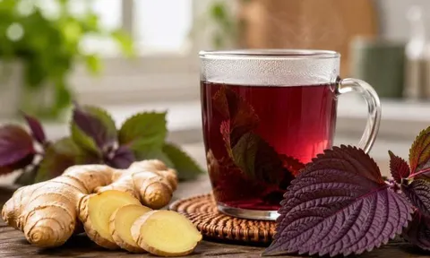 Có nên uống nước lá tía tô và gừng mỗi ngày?
