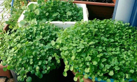 Loại rau quen thuộc ở chợ Việt được CDC Mỹ đánh giá "tốt nhất thế giới", giá rẻ nhưng cực bổ dưỡng