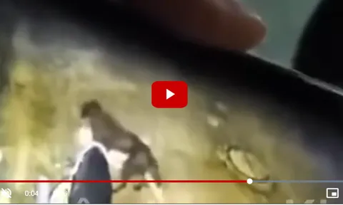 Bé trai 6 tuổi bị chó lạ nặng 20kg lao vào cắn khi đang chơi, camera ghi lại toàn cảnh