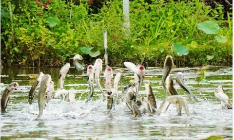 3 loại cá nước ngọt dễ tích tụ kim loại nặng, điều đáng lo lại nằm ở điều này