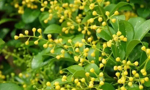 Có nên trồng cây ngâu trước nhà?