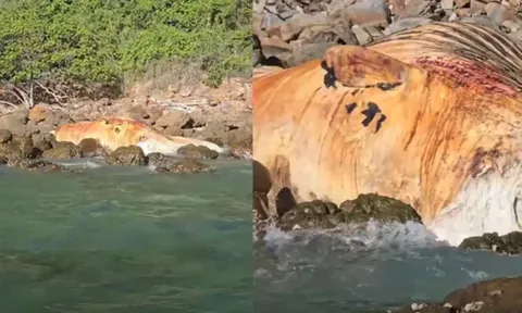 Phát hiện “quái vật” khổng lồ dài hàng chục mét mắc kẹt giữa bãi đá, cảnh tượng khiến người dân hoang mang