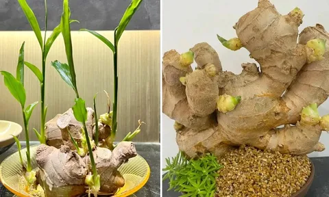 Trồng gừng trong chậu cứ làm đúng bước này: Lá xanh mướt, củ to, mọc nhánh tua tủa