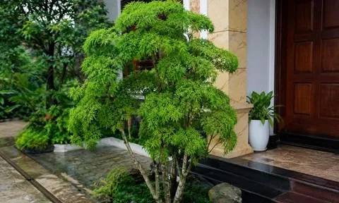 Trồng cây đinh lăng trong nhà: Đặt đúng chỗ, vừa xanh quanh năm, vừa cầu vượng khí