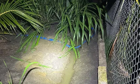 Điều tra vụ hai anh em tử vong cách nhau 15m trong vườn dừa ở Đồng Tháp