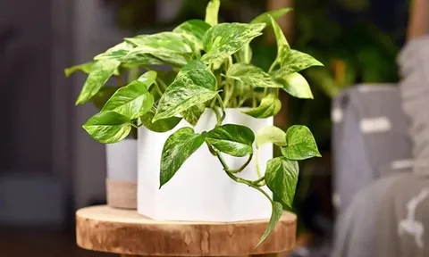 Trồng cây trầu bà trong nhà thế nào là tốt nhất?