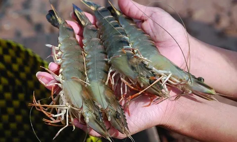 Mua tôm tươi về đừng cho ngay vào ngăn đá: Làm cách này tôm tươi lâu, không bị đen đầu, giữ nguyên dinh dưỡng