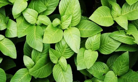Chỉ cần vò nhẹ đã tỏa mùi thơm đặc biệt, loại rau từng mọc hoang bờ ruộng nay được người thành phố săn lùng, giá cao ngỡ ngàng