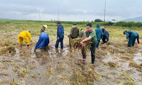 Mưa lũ và triều cường trắng cánh đồng, công an dầm mình giúp dân “cứu” lúa