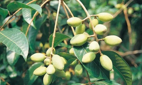 Loại quả xưa chín rụng đầy gốc, ăn miếng đầu chua chát sau càng nhai càng bùi béo, đem nấu ngón này được đưa cơm