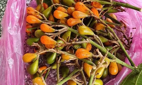 Giật mình loại quả mang tên "ngượng đỏ mặt" xưa cho không ai lấy, nay thành đặc sản phố thị