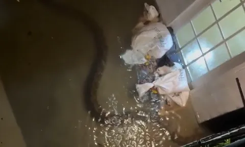 Trăn gấm dài 6 mét bất ngờ bò vào nhà dân trong trận ngập ở Bangkok