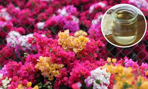 Dùng giấm tưới hoa giấy có 4 công dụng hữu ích ai cũng thích: Đó là gì?