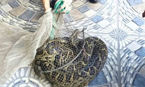 Hà Tĩnh: Đi thăm đồng thấy "sinh vật lạ" nặng 9kg, người đàn ông lập tức báo công an