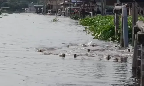 Đàn "sinh vật lạ" hơn 20 con xuất hiện trên kênh, chia phe như chuẩn bị đại chiến, người dân phát hiện điều bất thường