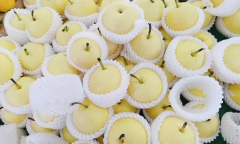 Người Trung Quốc thường kiêng biếu, tặng quả Lê: Vì sao?