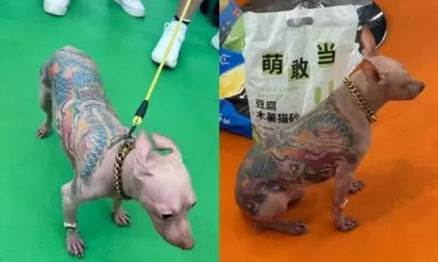 Chú chó không lông phủ kín hình xăm Yakuza gây phẫn nộ tại triển lãm thú cưng