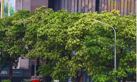 Hà Nội đưa 18 loại cây vào danh mục cấm trồng, gồm những cây nào?