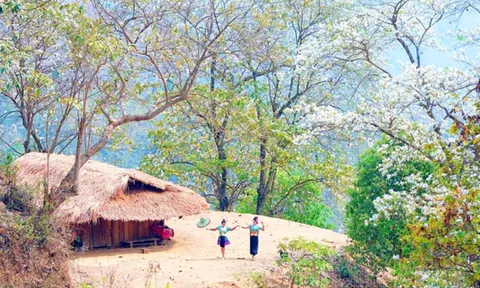 Ở Việt Nam có ngôi làng nằm giữa hơn 1.200 cây cổ thụ, đến mùa cả sườn núi phủ hoa trắng, đẹp như miền cổ tích