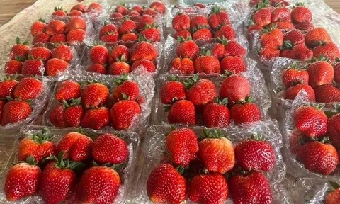 Dâu tây Sơn La "hút khách" Thủ đô