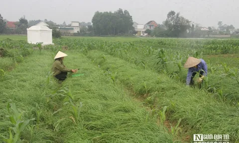 Nông dân phấn khởi thu hoạch hành tăm vì được mùa, giá tăng gấp 3 lần