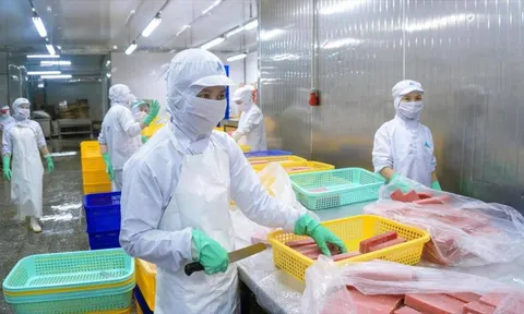 Cá ngừ Việt Nam thâm nhập sâu vào thị trường Hàn Quốc