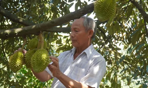 Giá sầu riêng lao dốc nhưng nông dân vẫn ồ ạt trồng