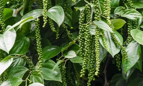 Xuất khẩu hồ tiêu sang thị trường Trung Quốc "chờ sức bật"