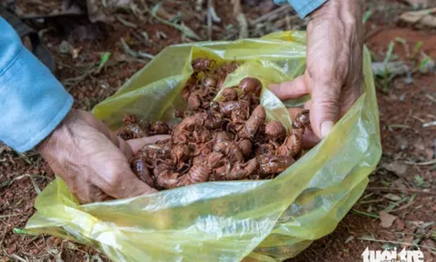 Người dân đổ xô đi nhặt xác ve sầu, bán 2 triệu đồng/kg ở Quảng Trị