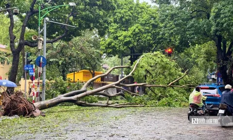 Chủ tịch Hà Nội giao nhiệm vụ cụ thể cho các đầu mối khắc phục hậu quả sau bão