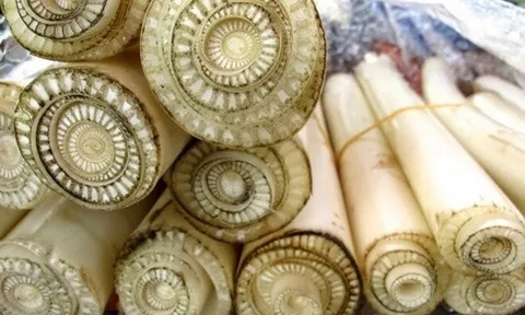 Loại rau được ví như "vầng trăng" ở Nhật giá đắt đỏ vì tốt cho sức khỏe, nhưng người Việt chỉ để cho lợn ăn