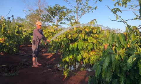 Giá cà phê lập đỉnh, nông dân Gia Lai phấn khởi đón vụ mùa mới