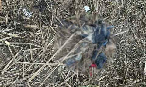 Phát hiện thi thể người phụ nữ trong rẫy mía ở Đắk Lắk, lộ hiện trường ám ảnh