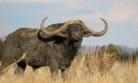 Con trâu đắt nhất thế giới giá 272 tỷ đồng có gì đặc biệt?