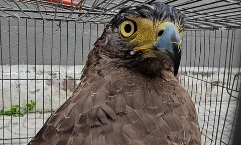 Chim "lạ" sải cánh gần 1m, sà xuống ruộng ngô bắt rắn ở Đồng Nai