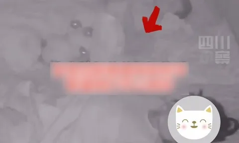 Bố mẹ cãi nhau, camera ghi lại việc làm của con trai 2 tuổi vào sáng hôm sau khiến tất cả òa khóc