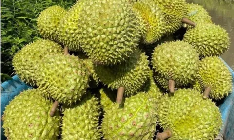 Sầu riêng Việt Nam có thêm đối thủ tại thị trường Trung Quốc