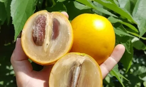 Một loại quả trước mọc dại chẳng ai đoái hoài nay thành “báu vật” nhiều người săn lùng, miền Tây rất sẵn