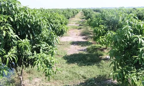 Đồng Tháp: Chuyển đổi hơn 1.800 ha đất trồng lúa kém hiệu quả