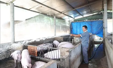 Giá lợn hơi tăng cao, người nuôi tích cực tái đàn