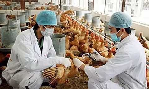 Thủ tướng chỉ đạo triển khai đồng bộ các giải pháp phòng, chống dịch bệnh gia súc, gia cầm