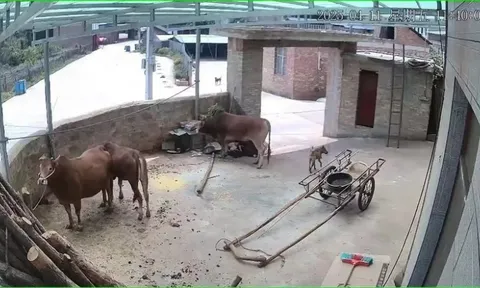 Người đàn ông tử vong thương tâm vì bị bò nhà nuôi tấn công