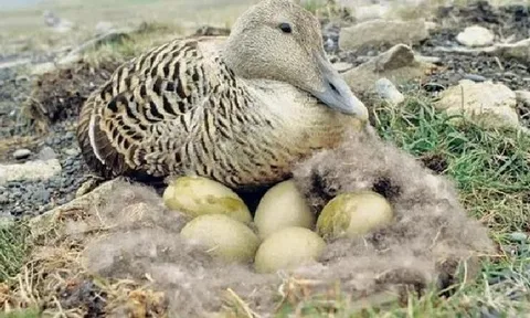 Loài vịt được ví là "kho báu" khiến giới thượng lưu săn lùng có gì đặc biệt?