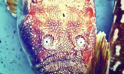 Món ăn "nhà giàu" từng khiến bao người "nhăn mặt" có gì mà hút đến thế?