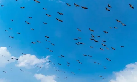 Chim quý bay về Gia Lai tìm kiếm thức ăn có đặc điểm gì gây sốt?