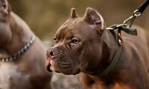 Ở một mình cùng 7 chú chó nhà nuôi, bé gái 4 tuổi bị cắn tử vong thương tâm