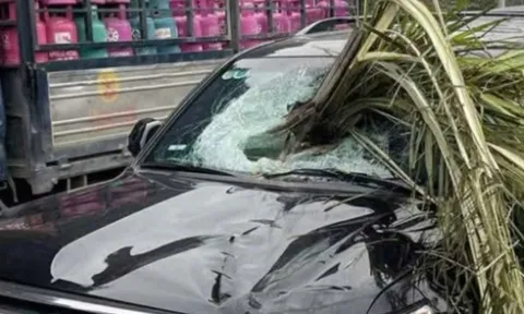 Hiện trường ám ảnh: Xe bán tải mất lái đâm đổ cây cọ, tàu lá xuyên kính xe ngược chiều