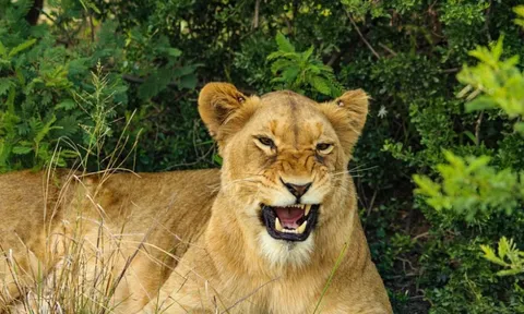 Bé gái 14 tuổi tử vong thương tâm vì bị sư tử cái xổng khỏi công viên tấn công