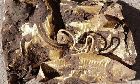 Lão nông đào củ cải thấy "báu vật" 2.500, câu chuyện sau đó mới kinh ngạc